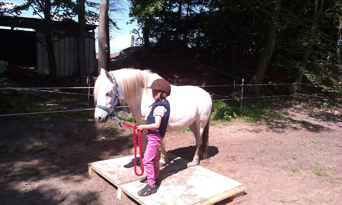 Anden særlig race Herkules - hoo Herkules stå ! dygtig :) billede 19