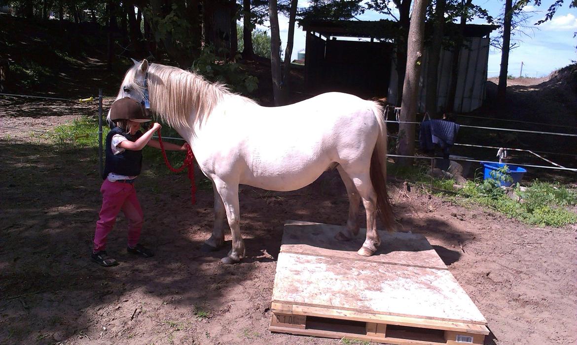 Anden særlig race Herkules - Annika har bakket Herkules op på pladen. Hun ved slet ikke hvor svær en øvelse det faktisk er. DYGTIGE HERKULES! billede 20