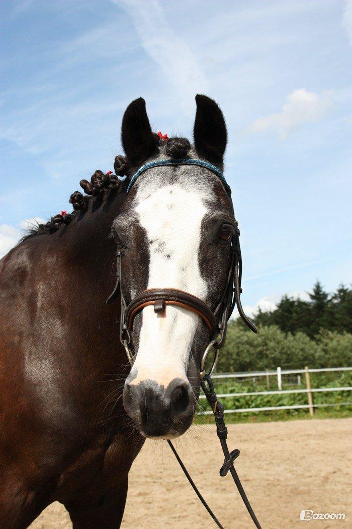 Anden særlig race Pondus - Er jeg ikke fin billede 13