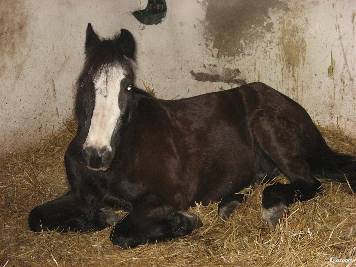 Anden særlig race Pondus - Hallo jeg prøver at sove billede 14