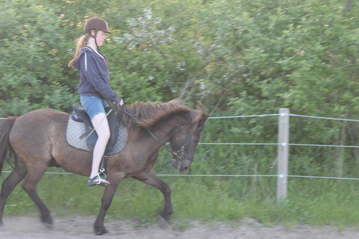 Islænder Stormur fra Skovly - Ja ja vi kan ogs gå pænt(lidt).<3
 billede 13