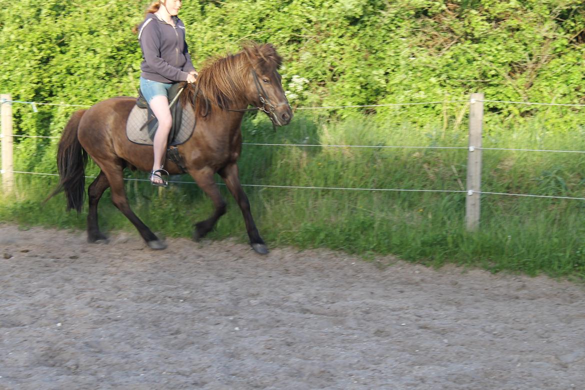 Islænder Stormur fra Skovly - Højre gallop<33 billede 14