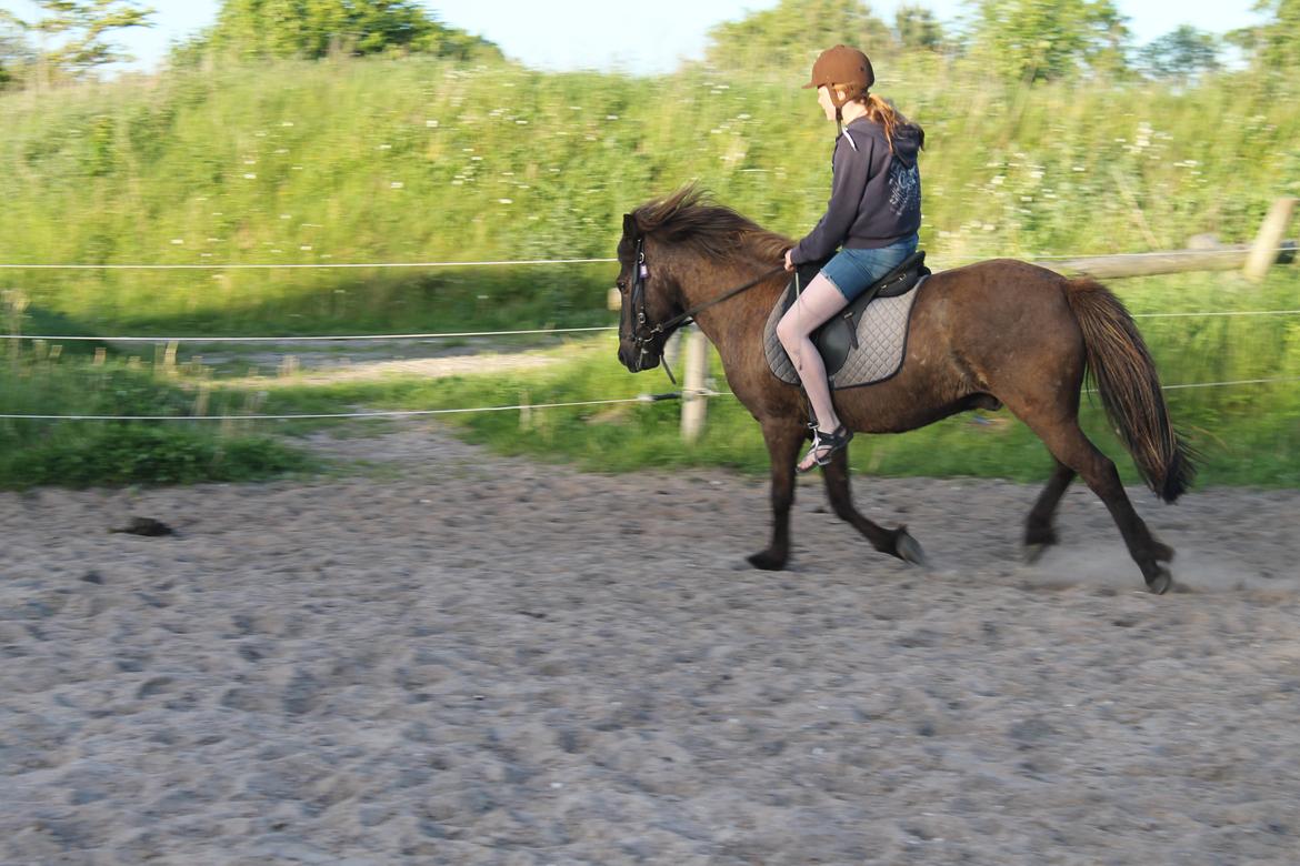 Islænder Stormur fra Skovly - Venstre gallop (når du kan, den er lidt svær for dig)<33 billede 15