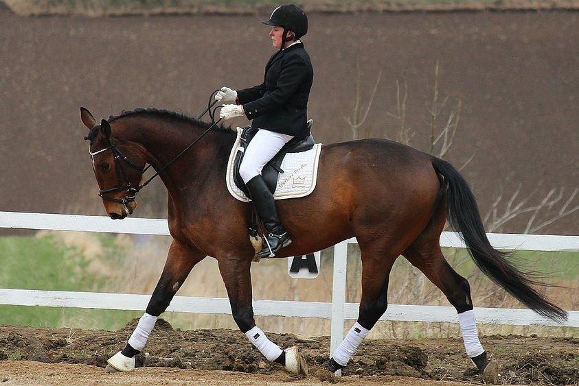 Dansk Varmblod Fredbo's Accord - Forår 2013. Foto: Natasha Brandt billede 2