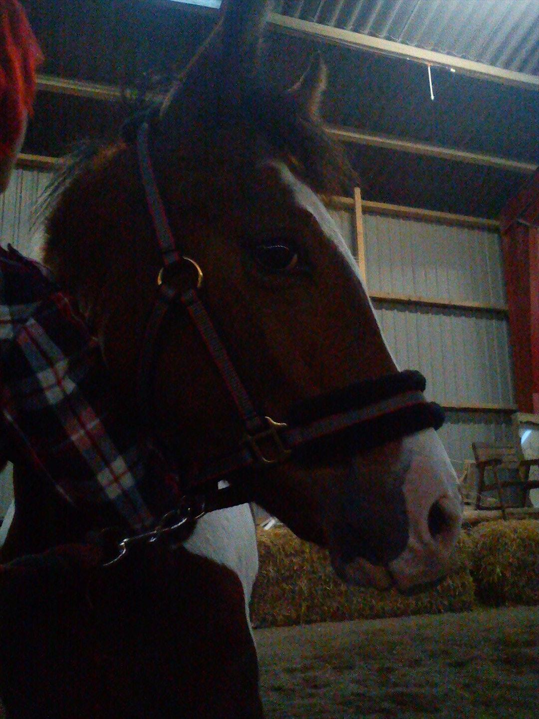 Pinto Honey Blossom Shiela billede 4