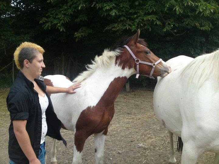 Pinto Honey Blossom Shiela billede 1