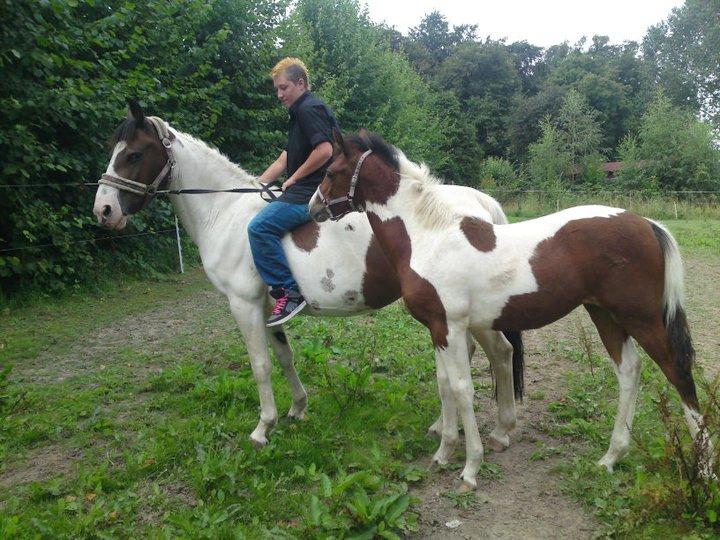 Pinto Honey Blossom Shiela billede 3