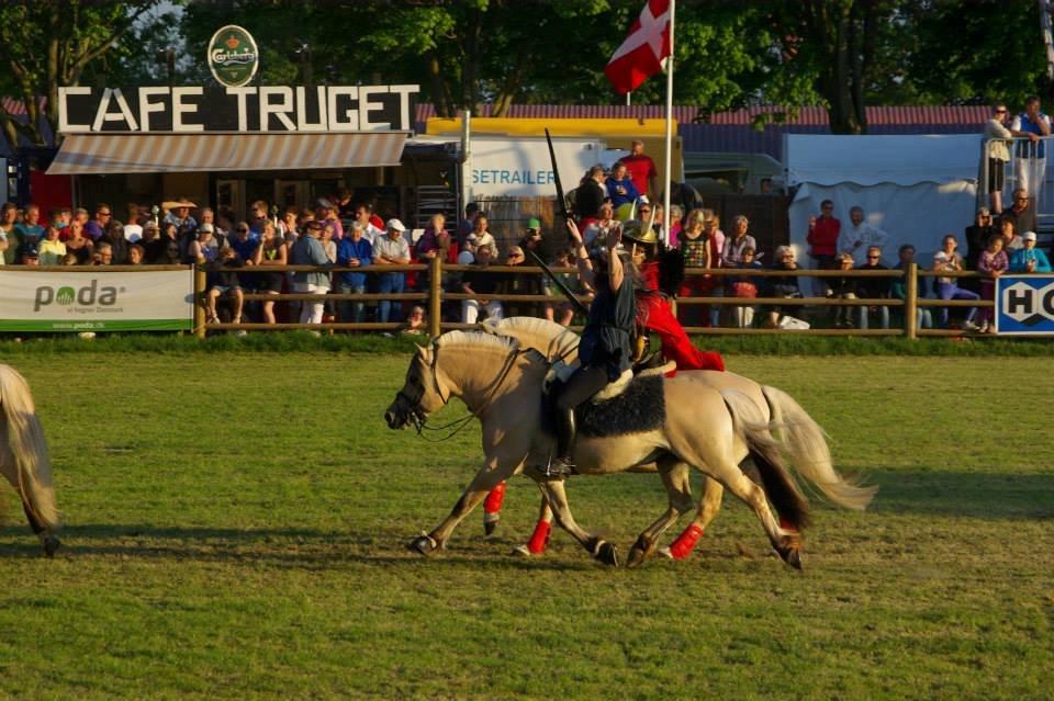 Fjordhest GRANIT HALSNÆS - ELITE FJORDHINGST GRANIT HALSNÆS billede 5
