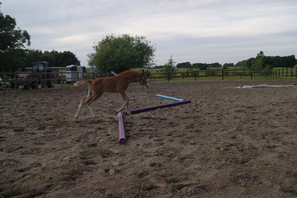 Anden særlig race Vandløbsgaardens Chili-Shakealot - Min lille springhest! billede 6