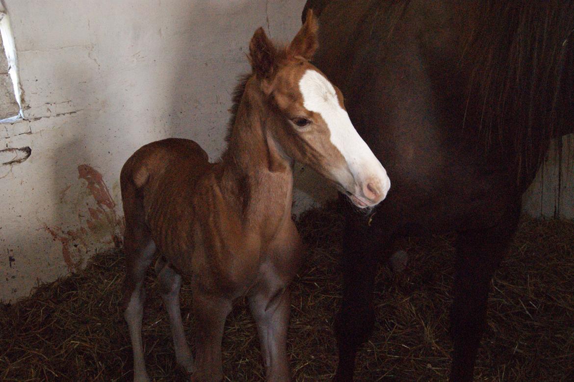 Anden særlig race Vandløbsgaardens Chili-Shakealot - Chili kun få timer gammel. billede 5
