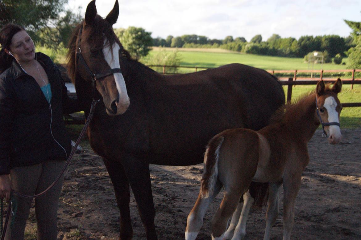 Anden særlig race Vandløbsgaardens Chili-Shakealot billede 8