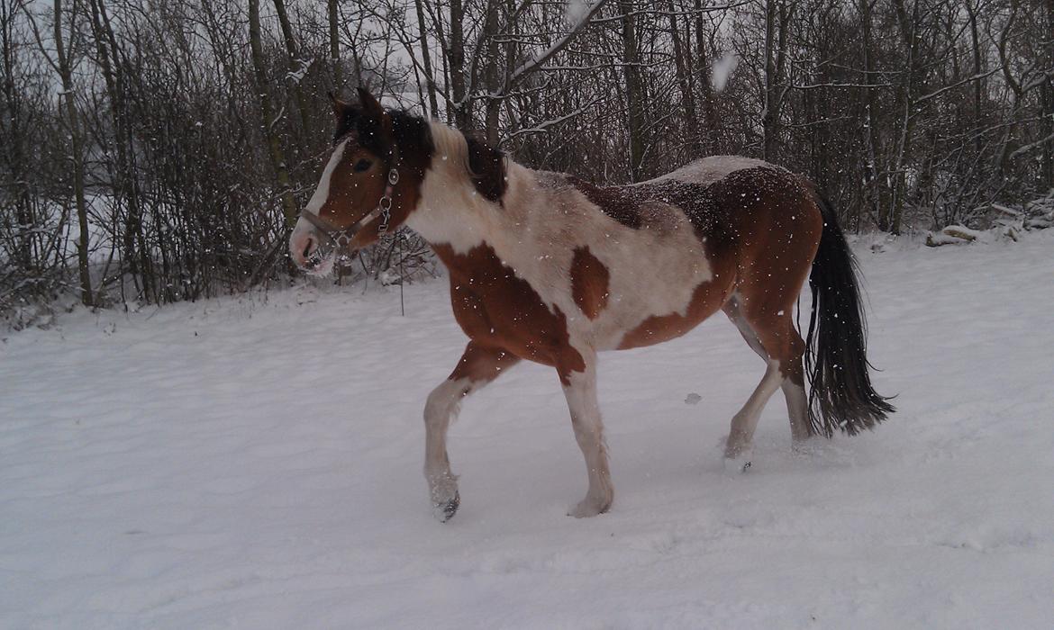 Pinto Mia Maja billede 18