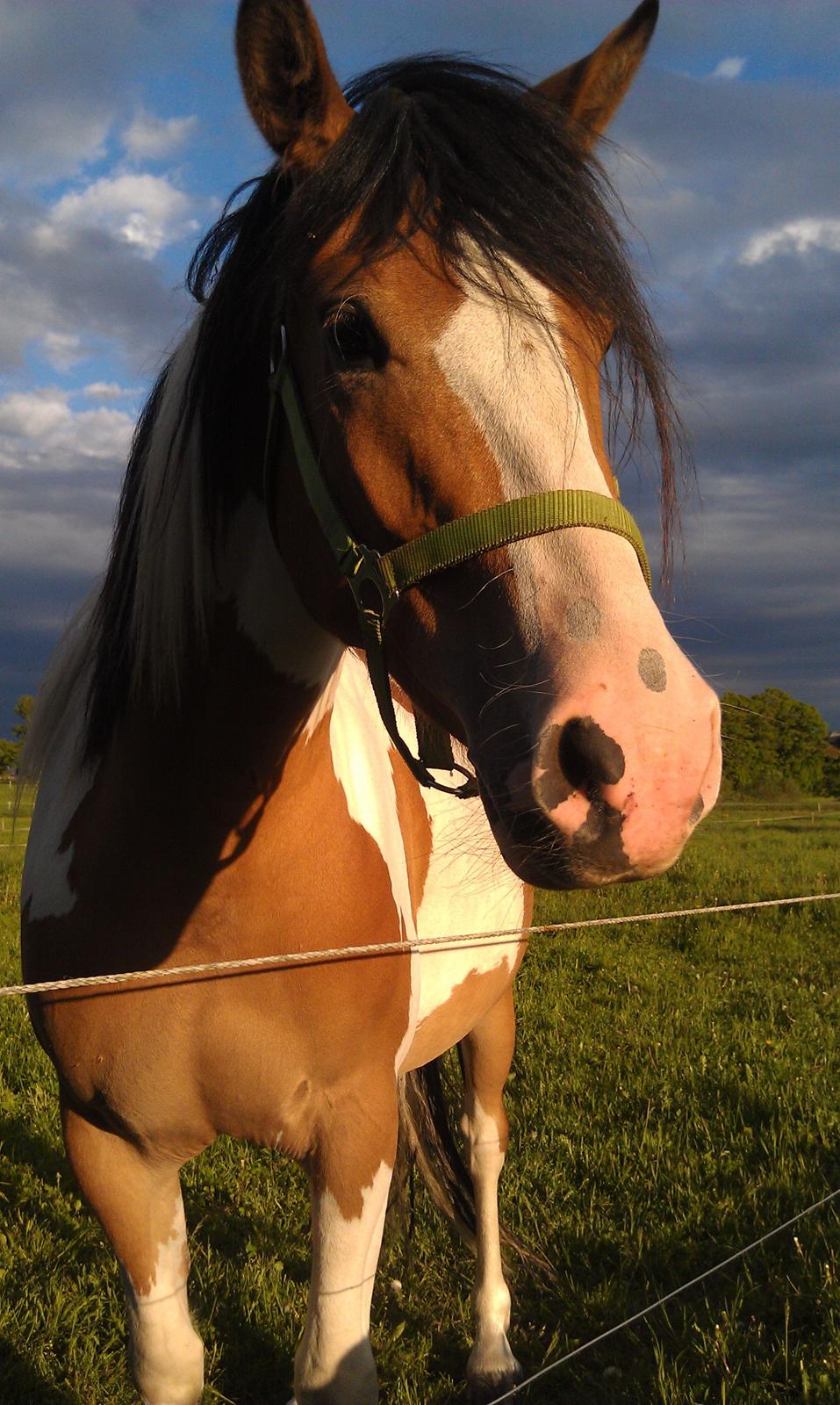 Pinto Mia Maja - Mia Maja - forår 2013 billede 2