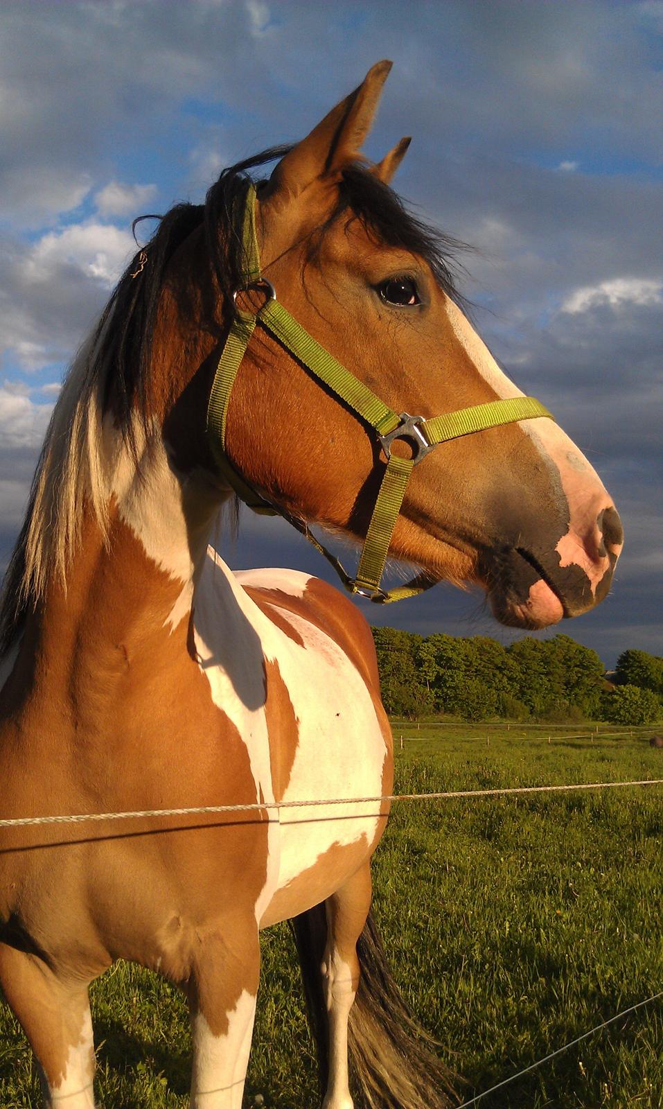 Pinto Mia Maja billede 4