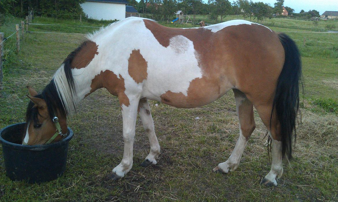 Pinto Mia Maja - Maj 2013. Så er pigen blevet 3 år :) billede 20