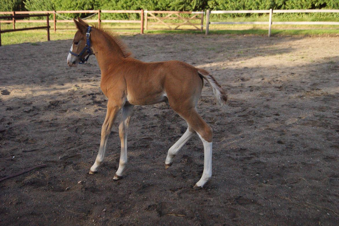 Anden særlig race Vandløbsgaardens Chili-Shakealot - Fine lille Chili. billede 12