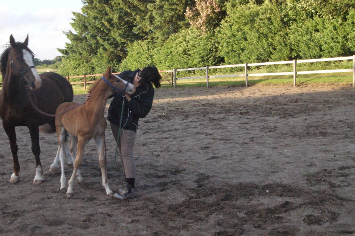 Anden særlig race Vandløbsgaardens Chili-Shakealot billede 9