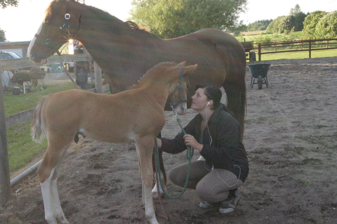 Anden særlig race Vandløbsgaardens Chili-Shakealot billede 13