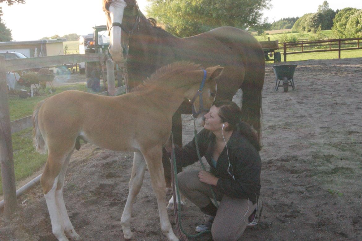 Anden særlig race Vandløbsgaardens Chili-Shakealot billede 15