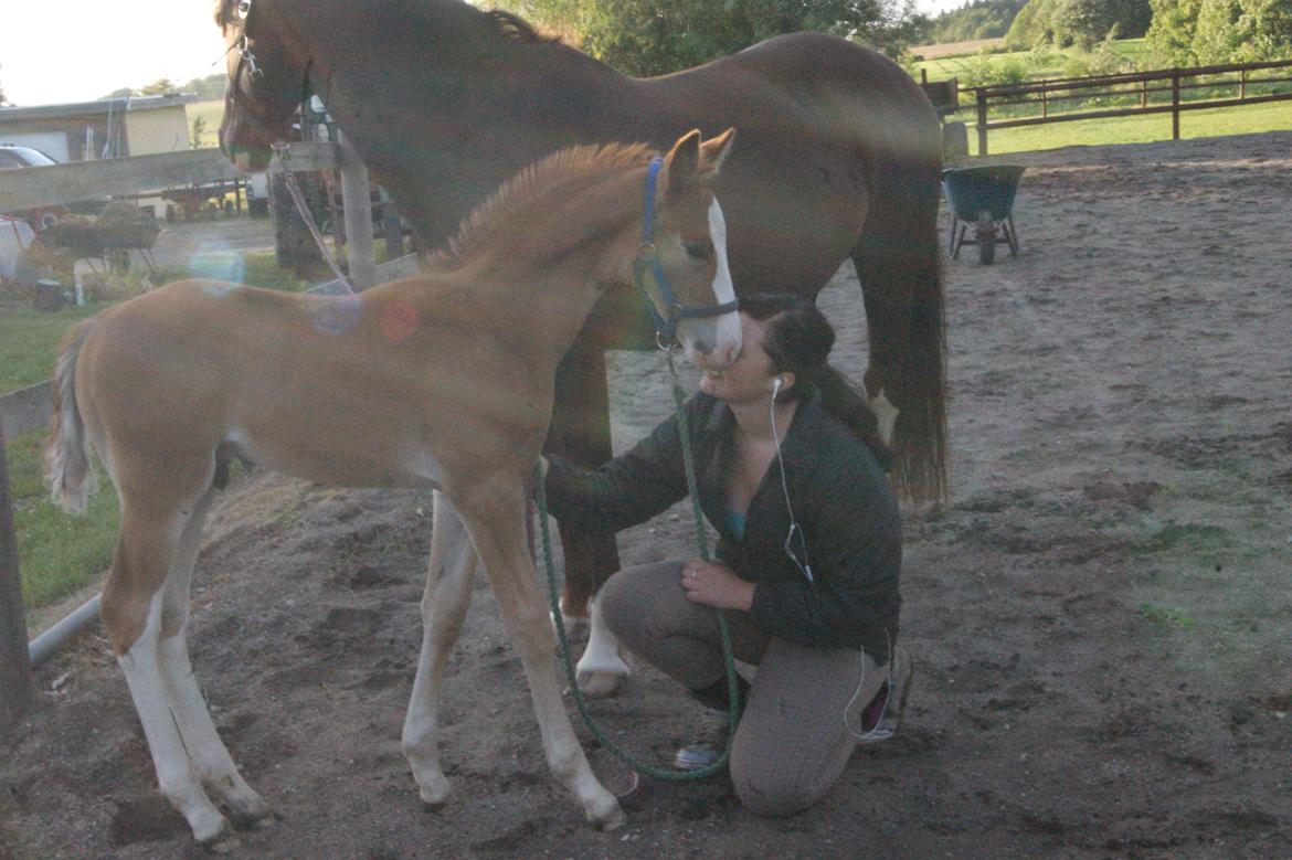 Anden særlig race Vandløbsgaardens Chili-Shakealot billede 16