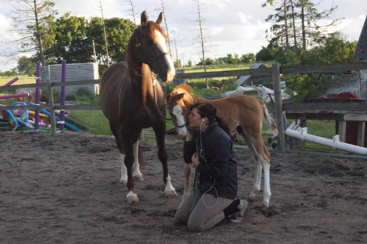 Anden særlig race Vandløbsgaardens Chili-Shakealot billede 18