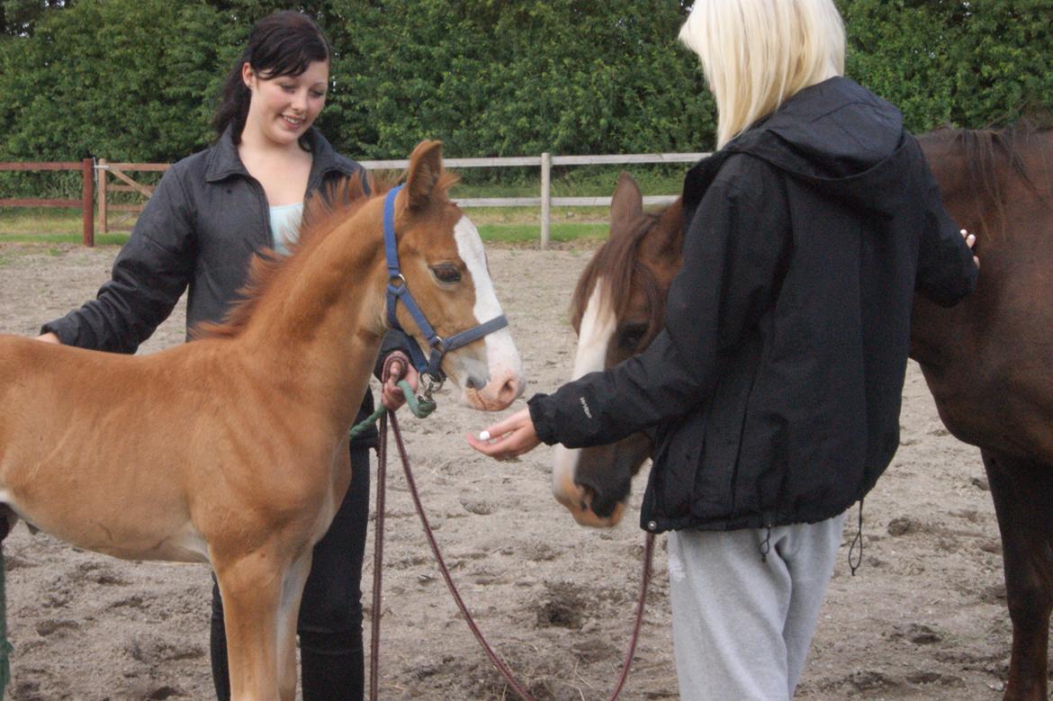 Anden særlig race Vandløbsgaardens Chili-Shakealot billede 19