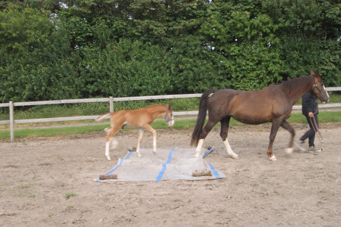 Anden særlig race Vandløbsgaardens Chili-Shakealot - Chili over pressening billede 7