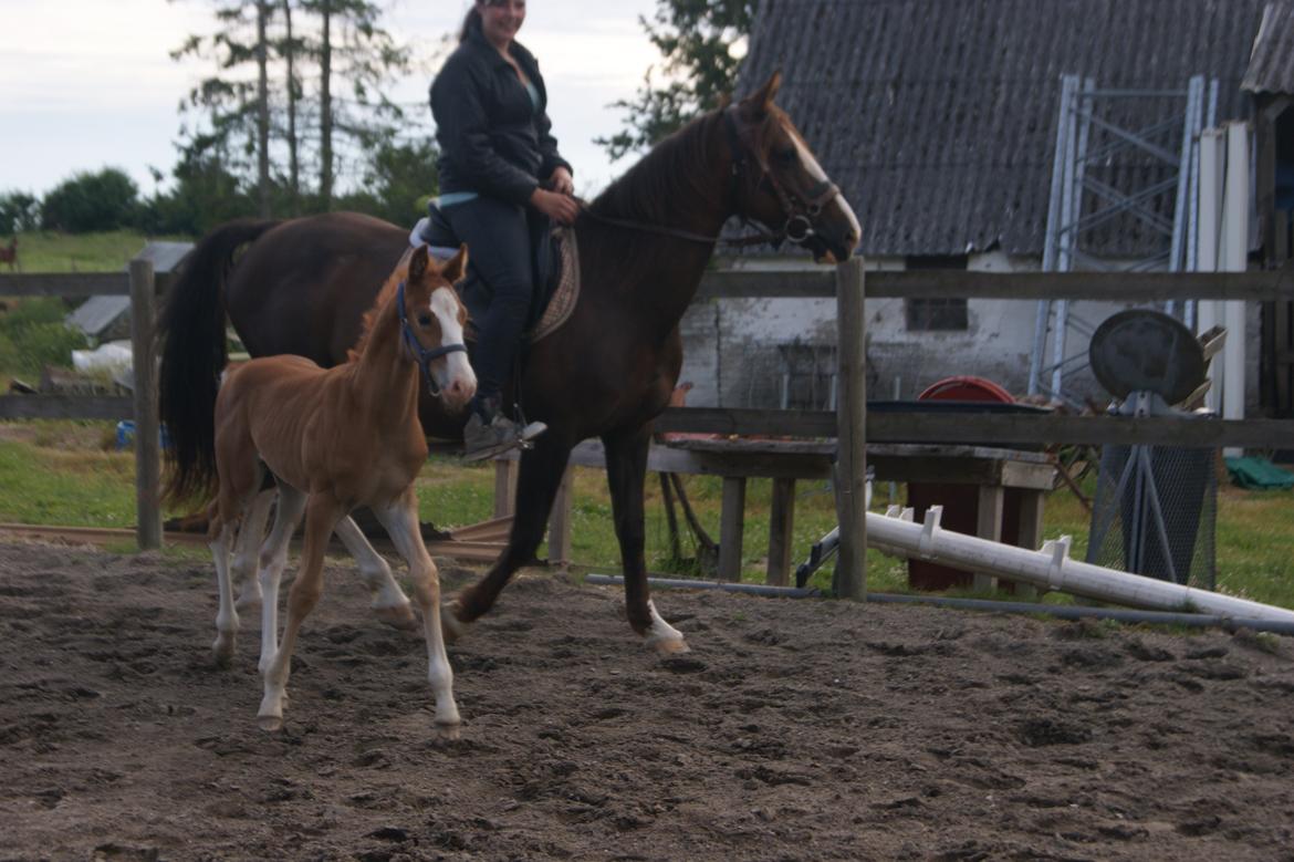 Anden særlig race Vandløbsgaardens Chili-Shakealot billede 20