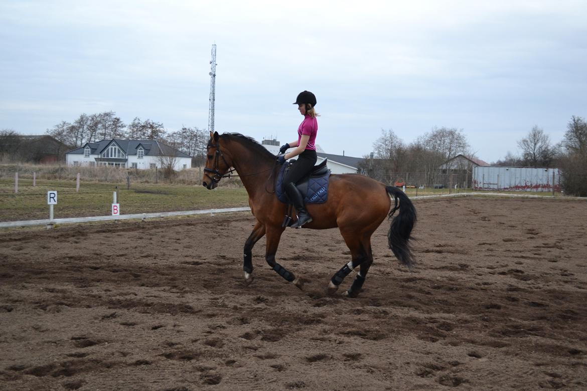 Holstener Calli Calli billede 18