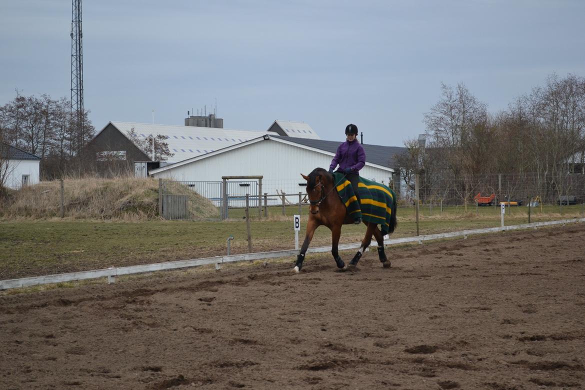 Holstener Calli Calli billede 19