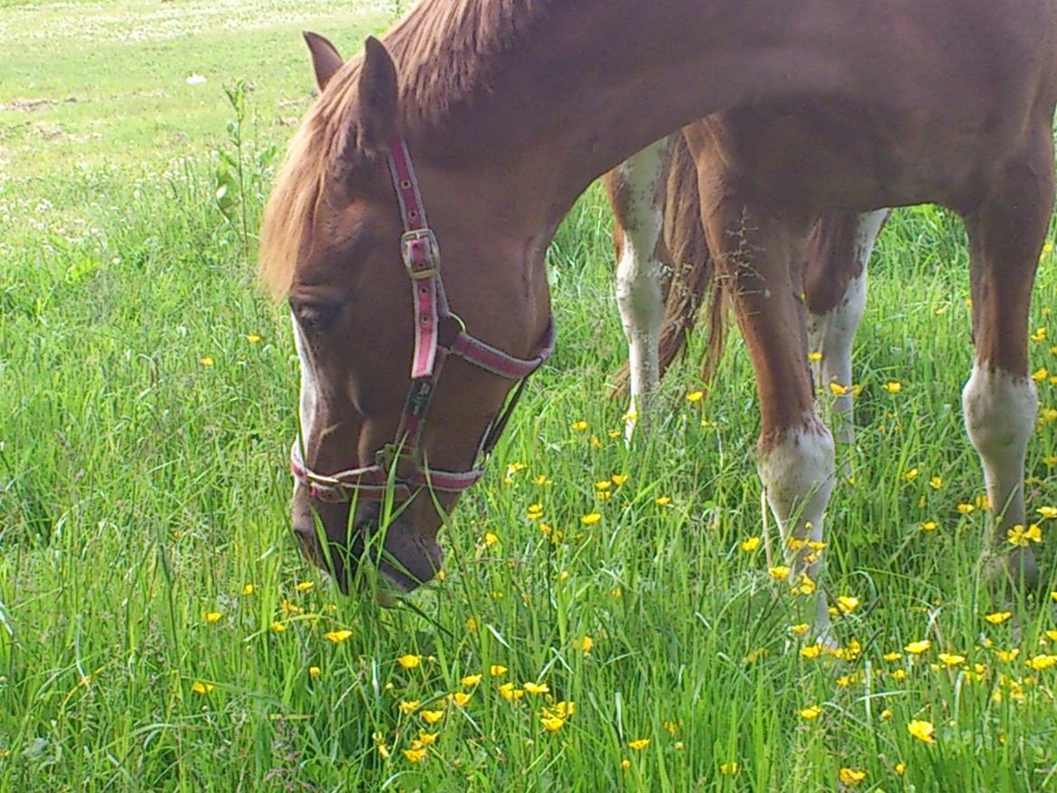 Anden særlig race Misty - På sommergræs 2012 billede 3
