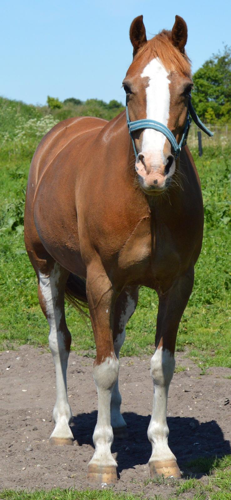 Anden særlig race Misty - Dejlige pony! billede 4