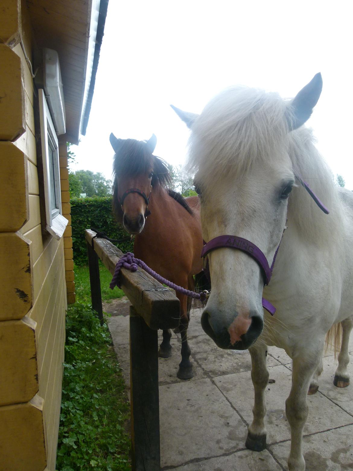 Islænder Áning Fra Fjalli. - Áning pigen, og Éyglo. :-D billede 11