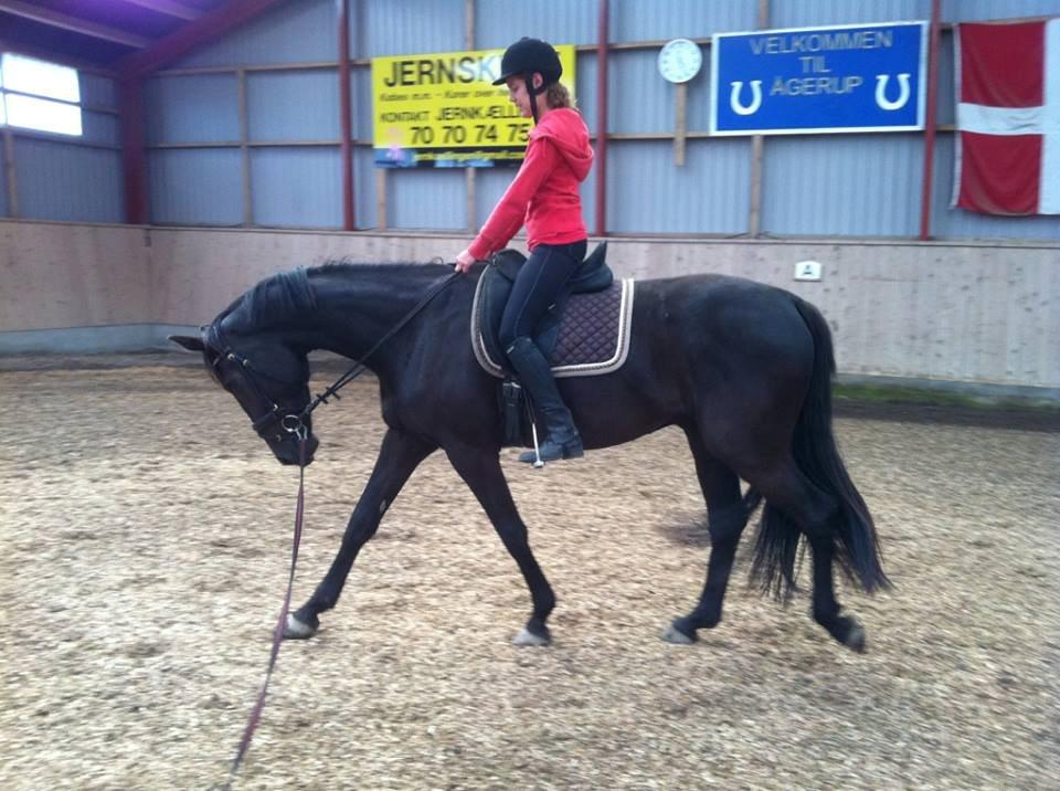 Dansk Varmblod Ryttergaardens Lawinsky solgt - Første gang jeg sider på ham billede 19