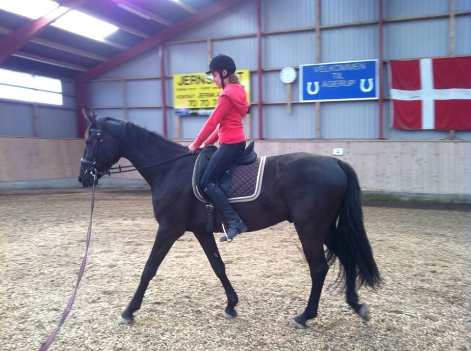 Dansk Varmblod Ryttergaardens Lawinsky solgt - Første gang jeg sider på ham billede 20