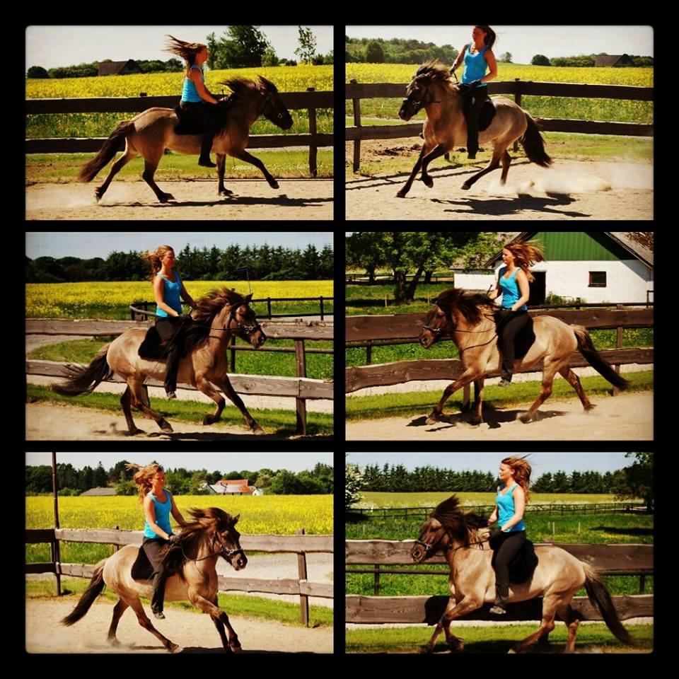 Islænder Sif frá Skarholt - Banetræning juni 2013 billede 10