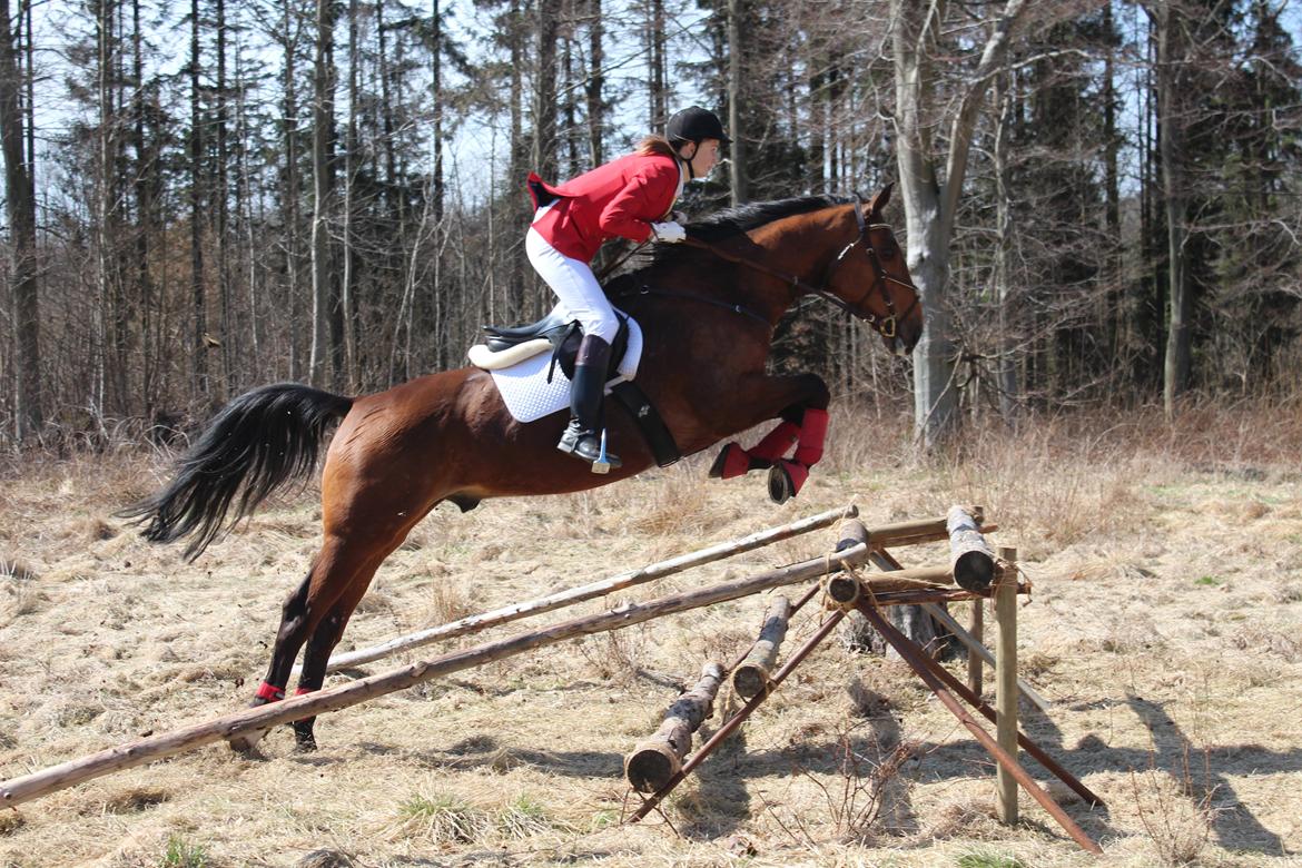 Holstener Møldams Columbus - Helt fantastisk spring ved Gyldensteen jagten 2013 :) "i believe i can fly" ;) foto - Louise Jacobsen billede 2