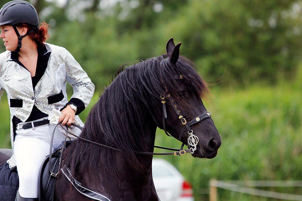 Frieser Almira von Inger-Marienlund - Almira til MidtWest Farmshow i Skive d. 15/6-2013, - med en helt ny rytter i helt fremmede omgivelser.. Billedet er taget af Katja Møller Jensen, Skive billede 2