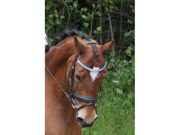 {{currentPhoto.altText}} billede {{currentPhoto.number}}