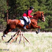 Welsh Cob (sec D) Dorthealyst Roscoe