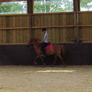 Islænder Svanni fra Begtrup