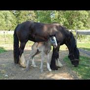 Irish Cob Grymyrs Riona av Totentinkers.