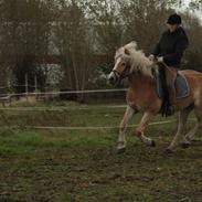 Haflinger Nyegaards Nicoll