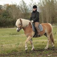 Haflinger Nyegaards Nicoll