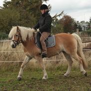 Haflinger Nyegaards Nicoll