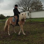 Haflinger Nyegaards Nicoll