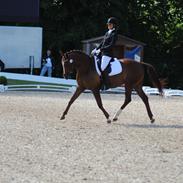 Trakehner Catwalk