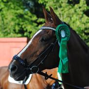 Trakehner Catwalk