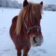 Anden særlig race Julius