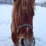 Anden særlig race Julius